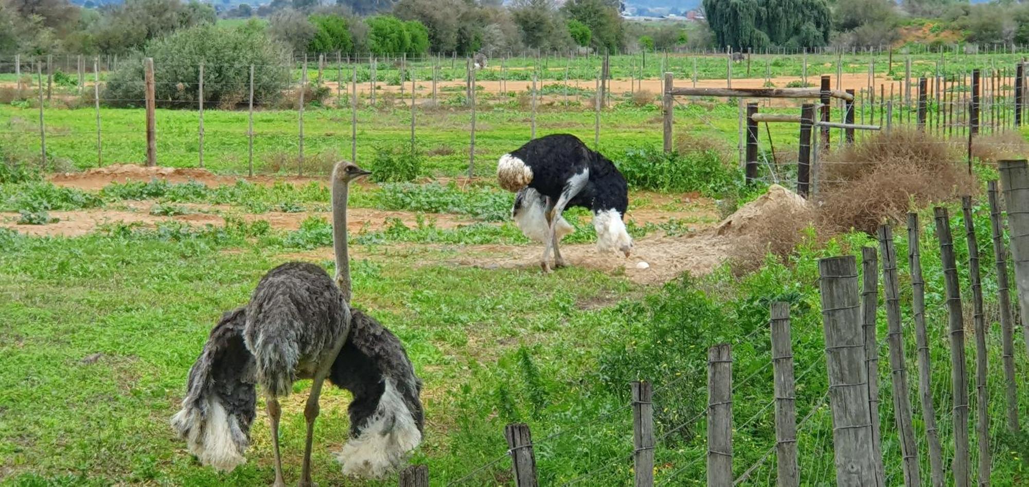 オーツホーン Karoo Leeu Self Cateringヴィラ エクステリア 写真